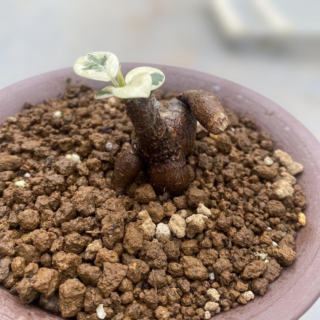 パンダ ガジュマル 斑入り 接木・鉢込 発根済み