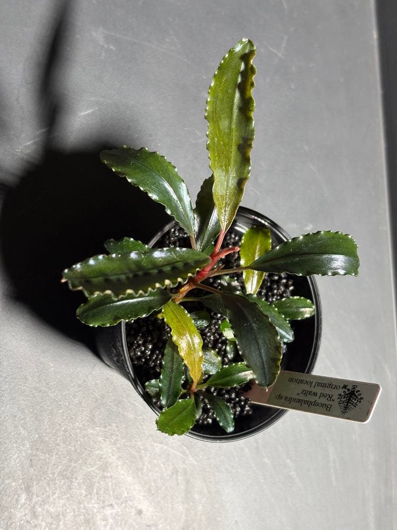 Bucephalandra sp.Red walts ブセファランドラ
