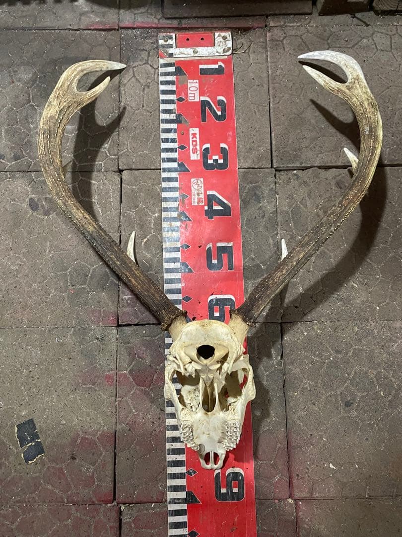 n*r様 蝦夷鹿hunting trophy（deer skull）天然