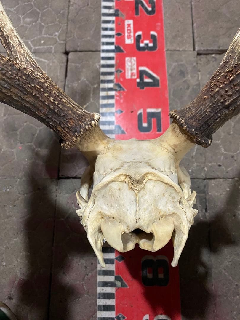 n*r様 蝦夷鹿hunting trophy（deer skull）天然