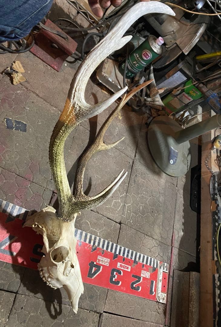 n*r様 蝦夷鹿hunting trophy（deer skull）天然