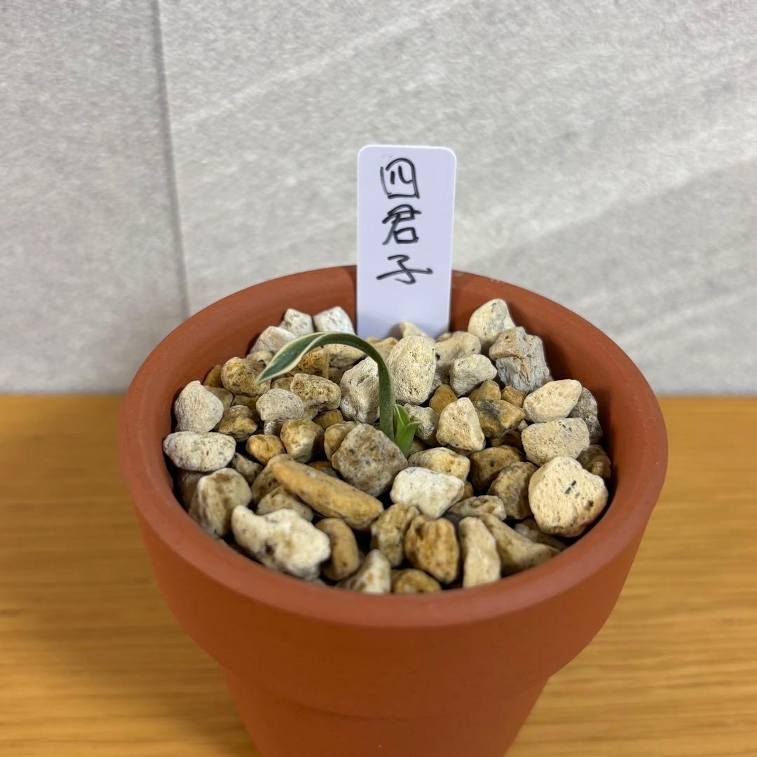 万年青　四君子　縞覆輪　超希少