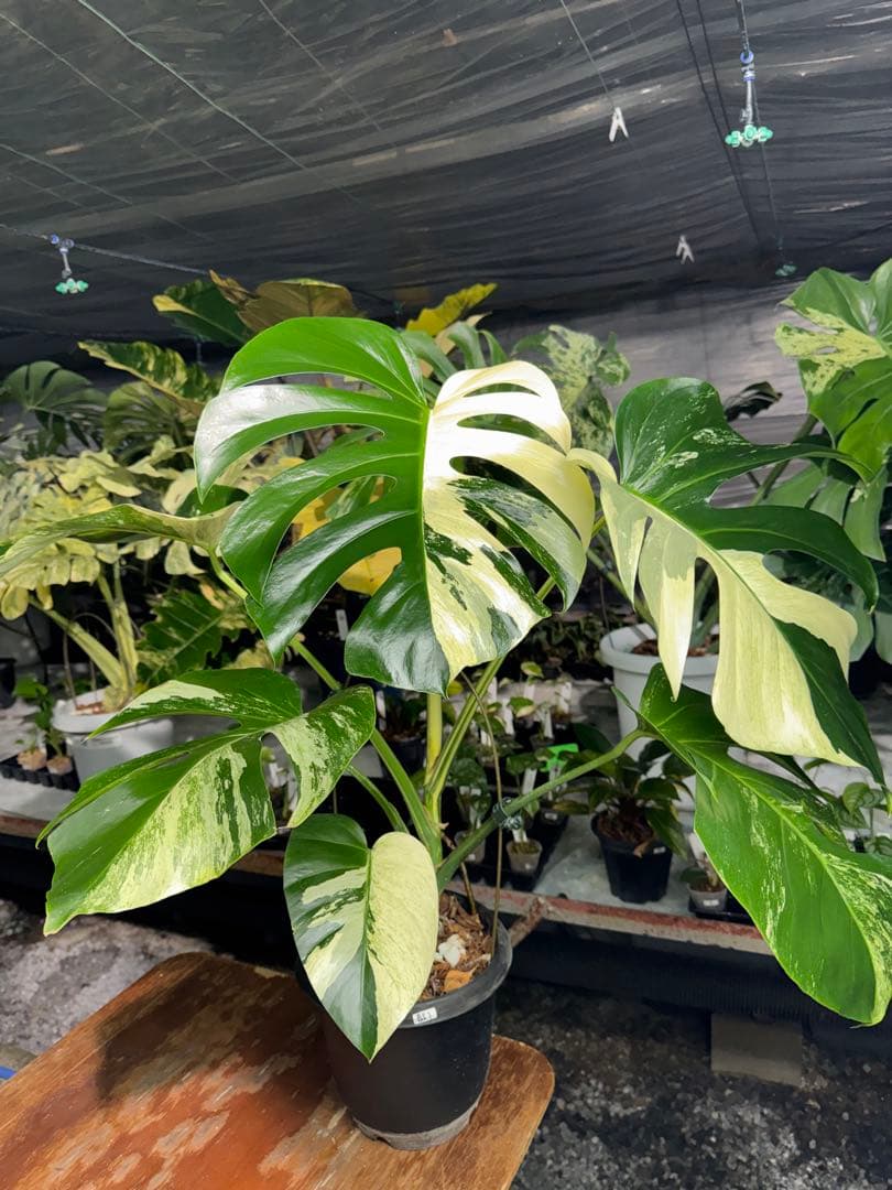 BS1モンステラ　ボルギシアナ　x デリシオーサ　ミント　美株