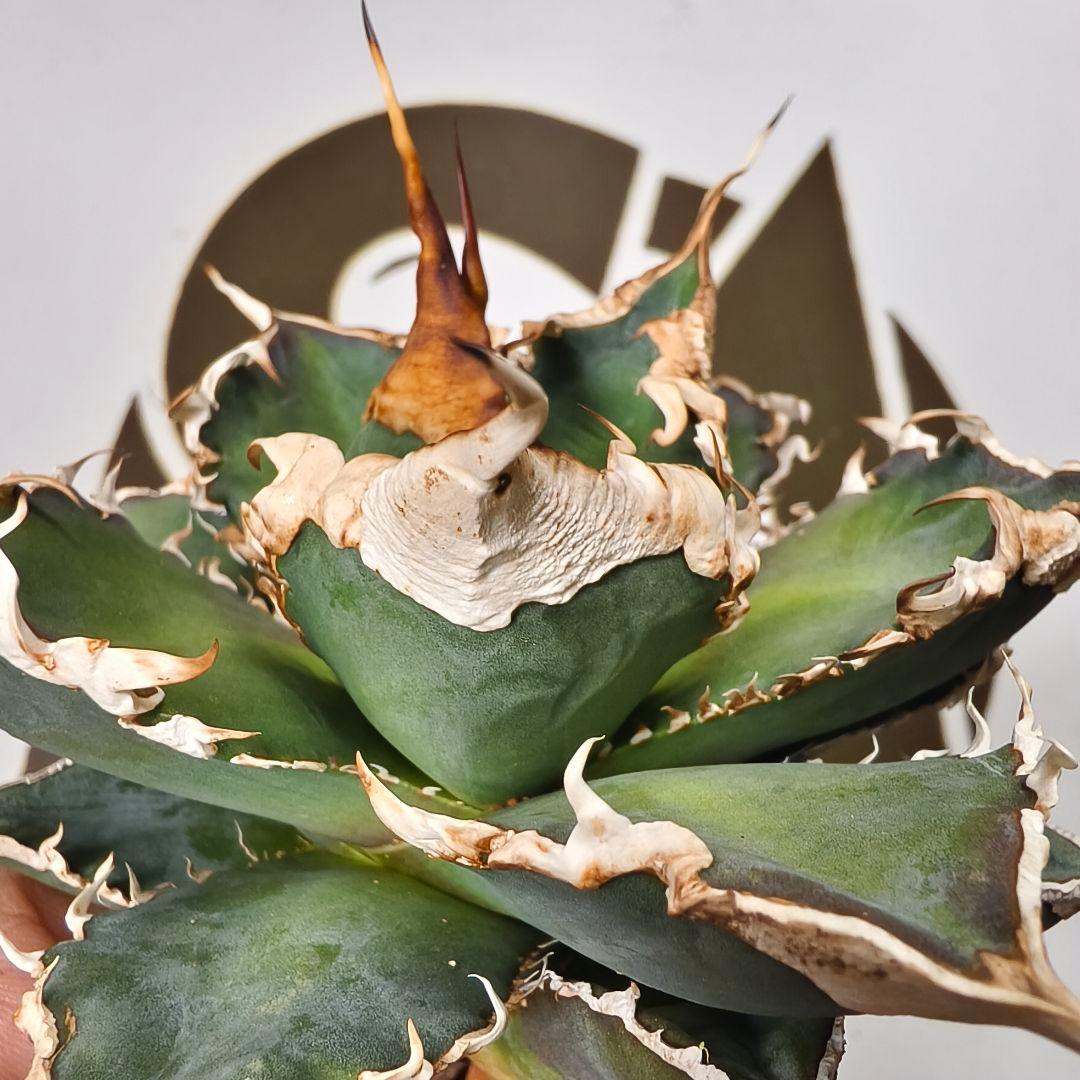 905【上澳園芸】 アガベ チタノタshangao-005 車手（レーサー）