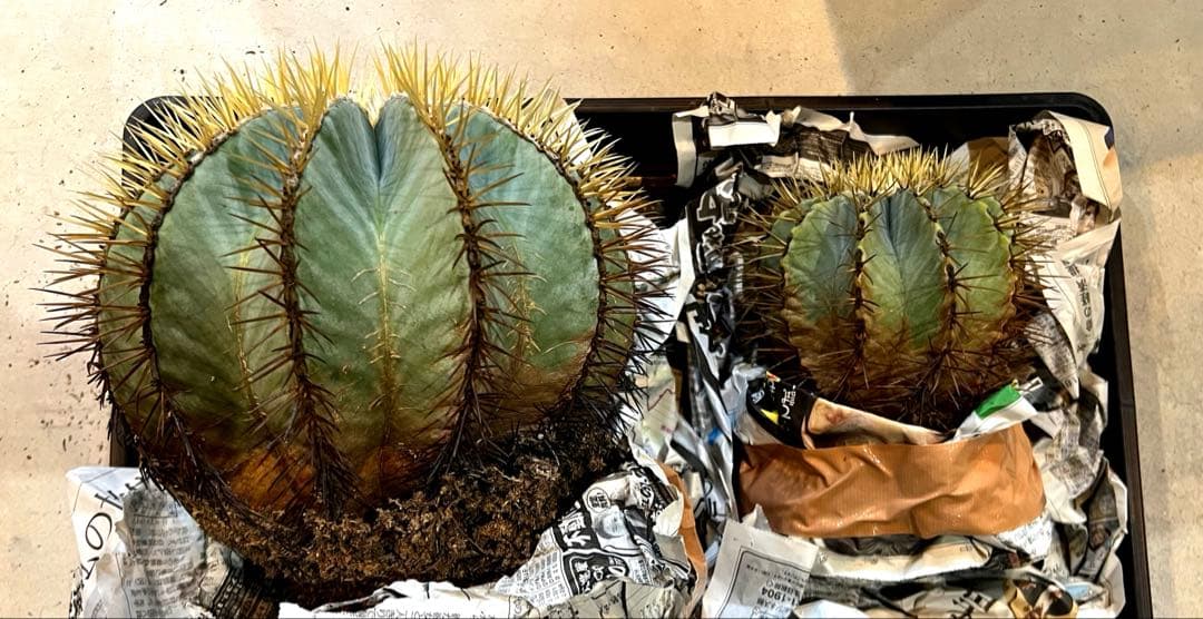 サボテン 王冠竜 大株 中株 2株セット