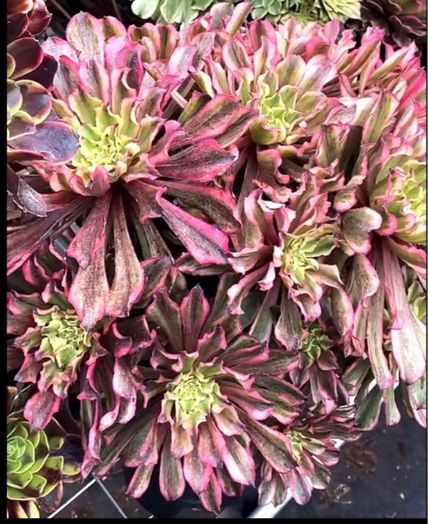 多肉植物アエオニウム錦❤️ 皺葉仙墨  ❤️状態図❤️