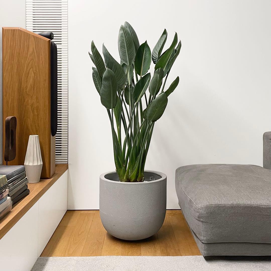 観葉植物 ストレリチア レギネ