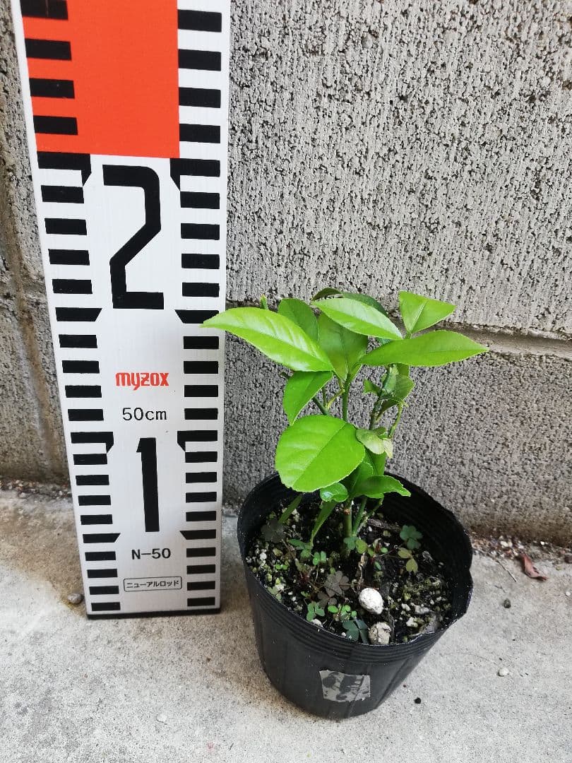 挿し木苗　サイパンレモン　挿木