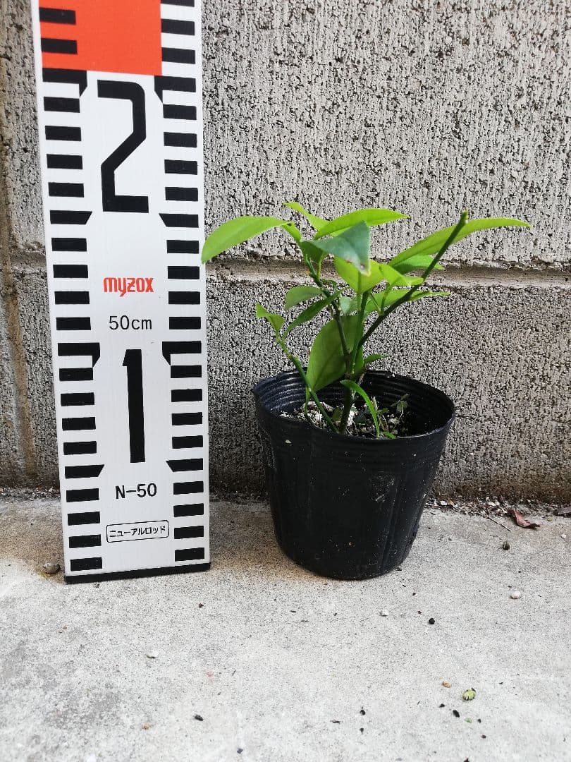 挿し木苗　サイパンレモン　挿木