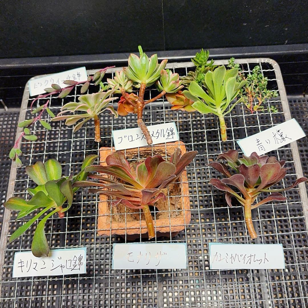 11#多肉植物❤️アエオニウム❤️6種カット苗セット❤️寄せ植え用