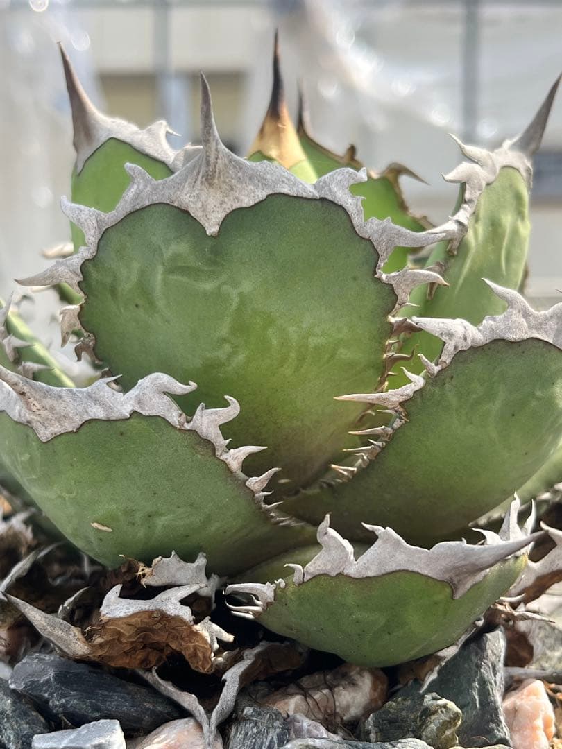 Agave oteroi FO-76 チタノタ ノーネーム