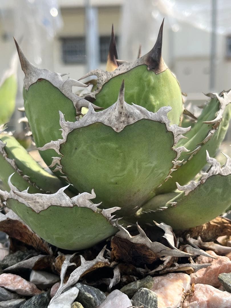 Agave oteroi FO-76 チタノタ ノーネーム