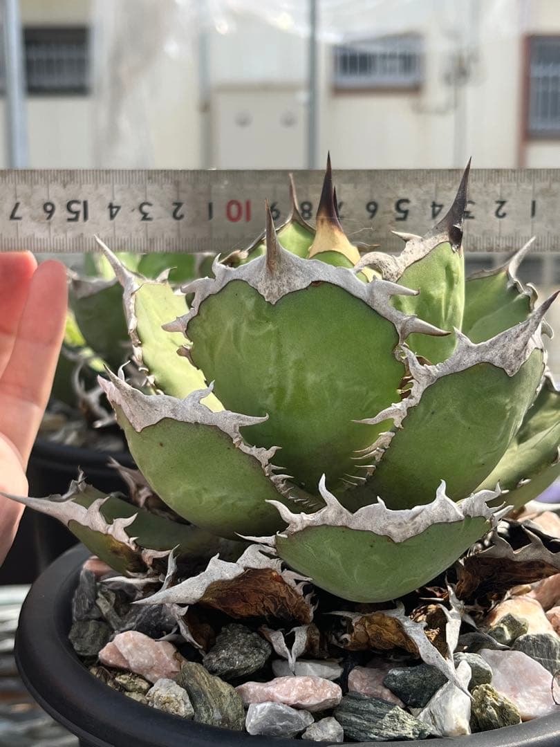 Agave oteroi FO-76 チタノタ ノーネーム