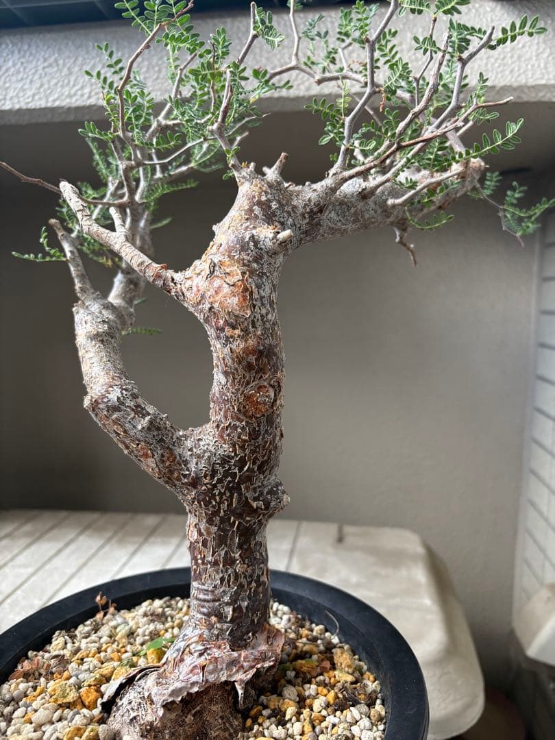 h*7様 【最終価格】コミフォラ モンストローサ 現地球　検）グラキリス　パキプ