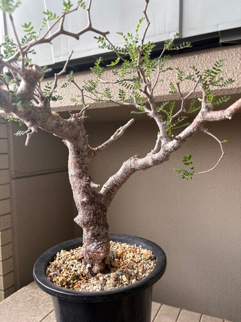 h*7様 【最終価格】コミフォラ モンストローサ 現地球　検）グラキリス　パキプ