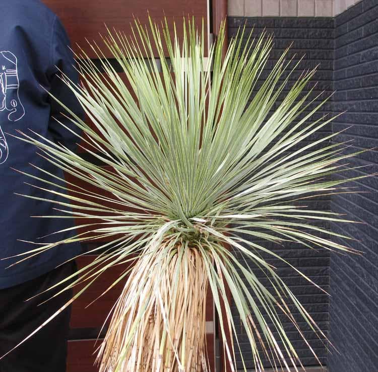 【現品】ユッカ・リネアリフォリア 　12号　GT番