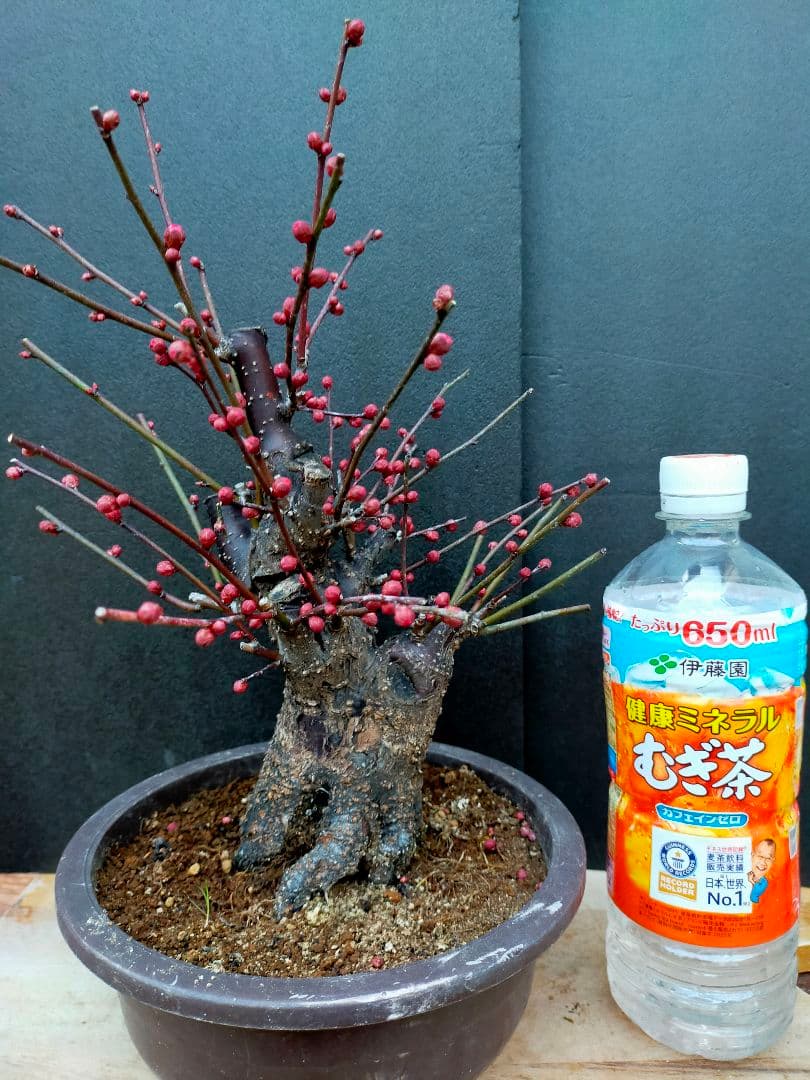 梅盆栽　日光　太幹