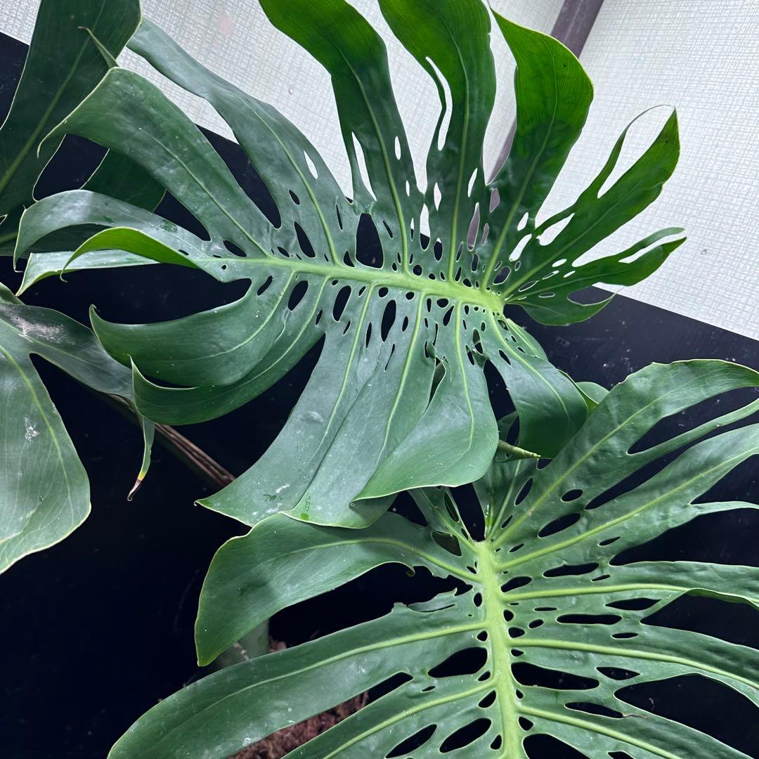 モンステラデリシオーサマクロコズム大型葉希少系統鉢植え高さ80㎝超大株