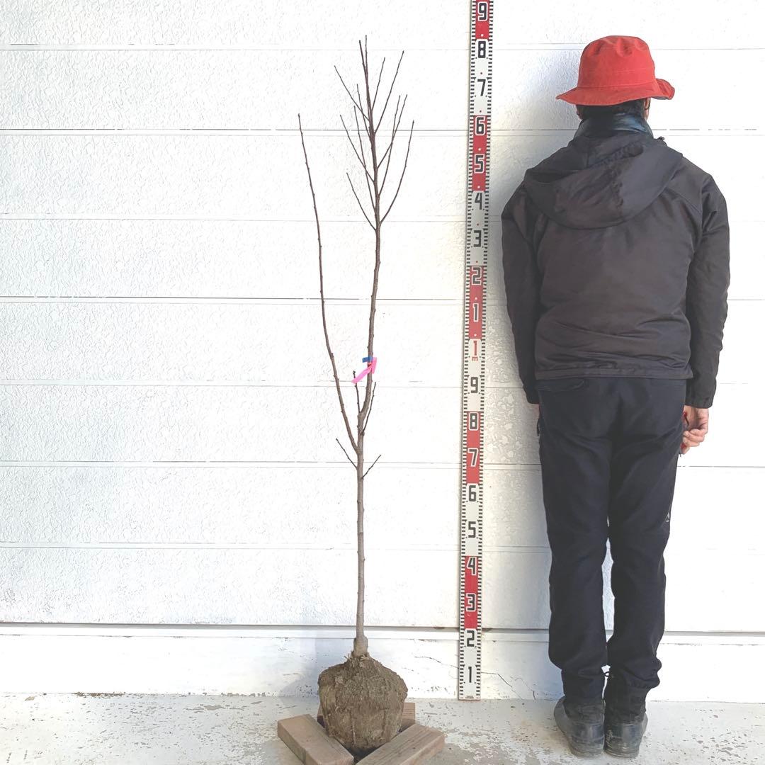 朝倉山椒　アサクラサンショウ　山椒の実　落葉樹　44