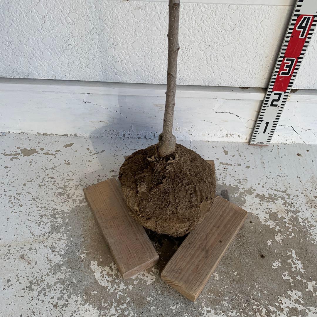 朝倉山椒　アサクラサンショウ　山椒の実　落葉樹　44