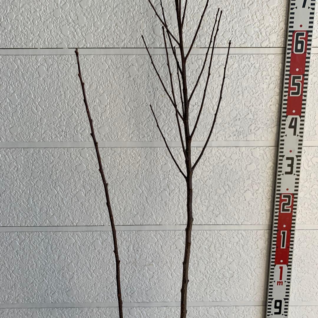 朝倉山椒　アサクラサンショウ　山椒の実　落葉樹　44