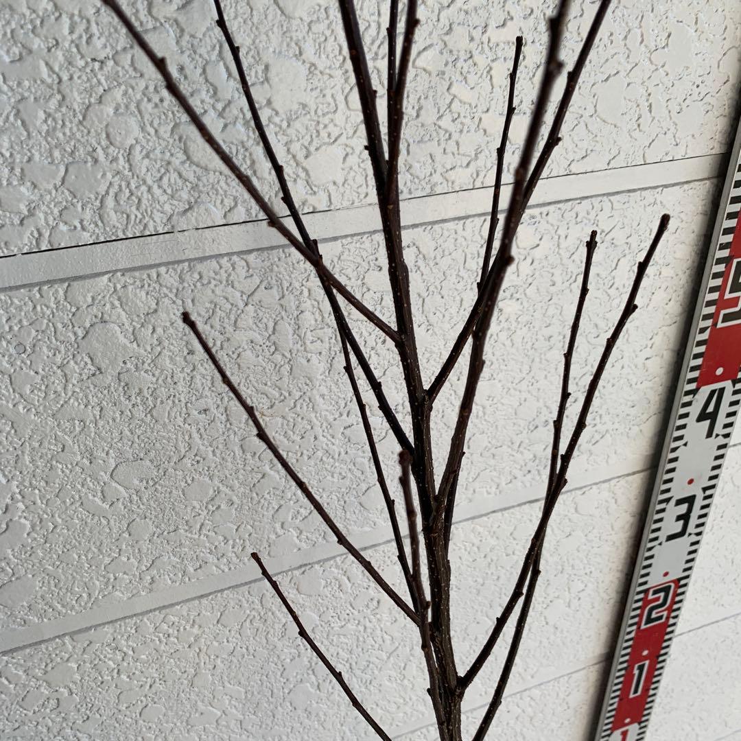 朝倉山椒　アサクラサンショウ　山椒の実　落葉樹　44