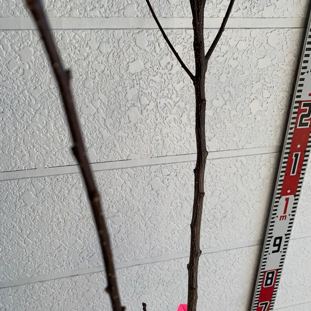 朝倉山椒　アサクラサンショウ　山椒の実　落葉樹　44