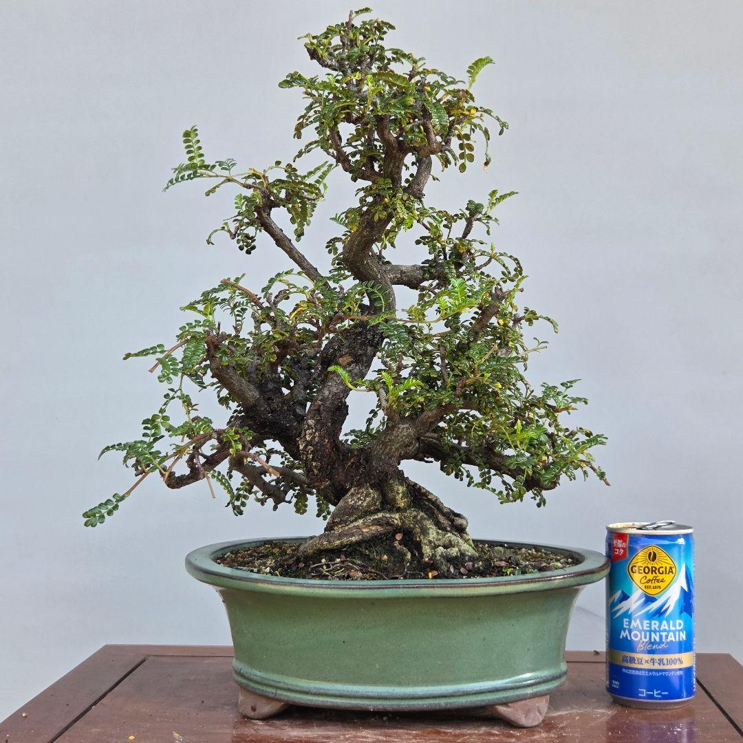 磯山椒　[模様木]　貴風盆栽