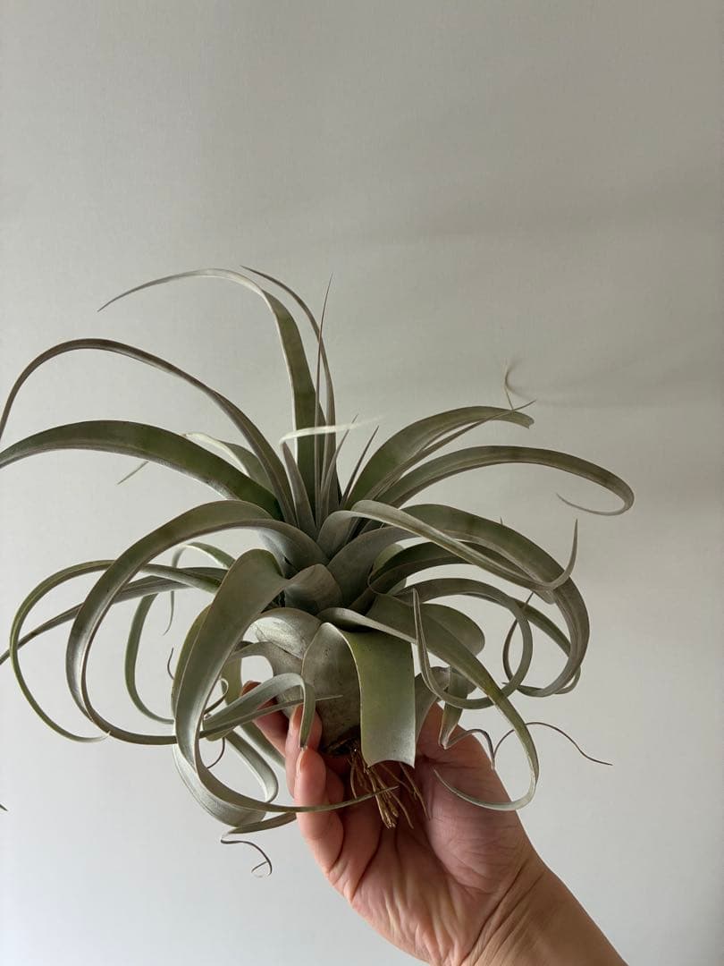 キセログラフィカ