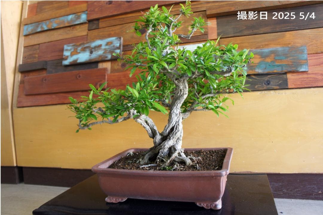盆栽 『ザクロ』 和風 インテリア 観葉植物 園芸 オブジェ 送料無料 b136