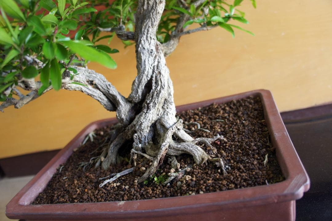 盆栽 『ザクロ』 和風 インテリア 観葉植物 園芸 オブジェ 送料無料 b136