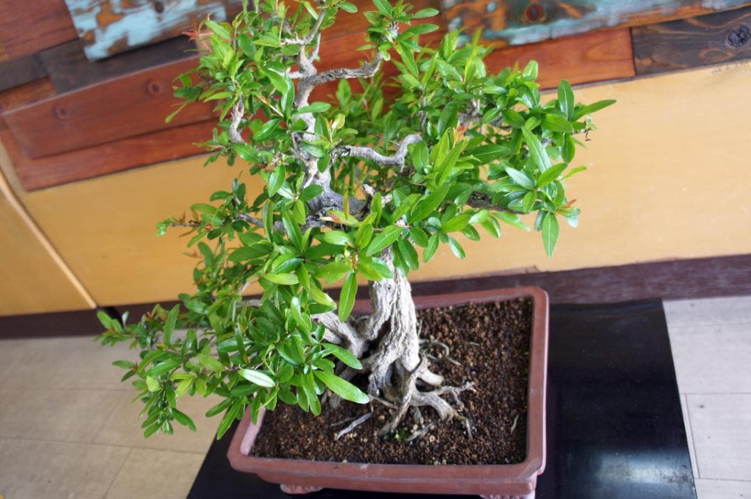 盆栽 『ザクロ』 和風 インテリア 観葉植物 園芸 オブジェ 送料無料 b136
