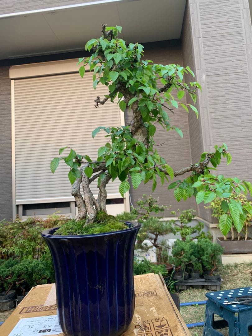 けやき盆栽根上がり