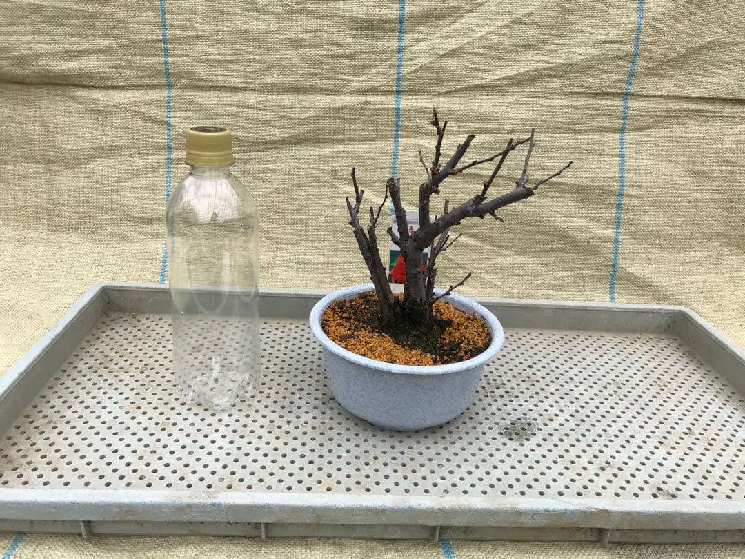 木瓜(ボケ)・放春花　5寸　6品種セット④