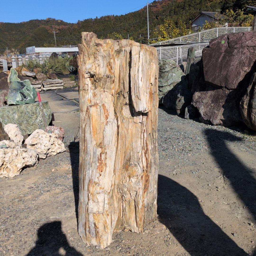 秋田産　珪化木　613キロ　庭石　石 鑑賞石　石材　庭　坪庭　ガーデニング