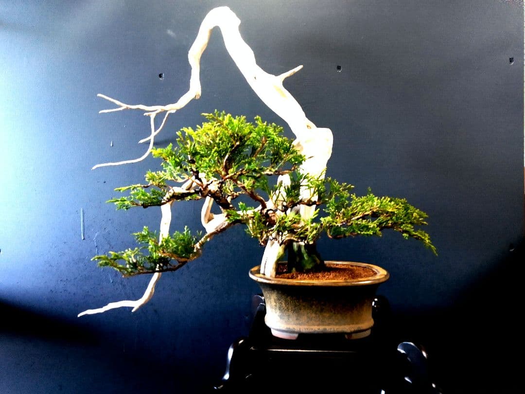 【 創作　糸魚川真柏盆栽】　☆☆芸術的TANUKI創り☆☆