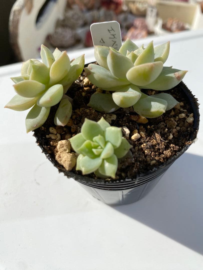 多肉植物　エケベリア　マーガレット　　韓国苗