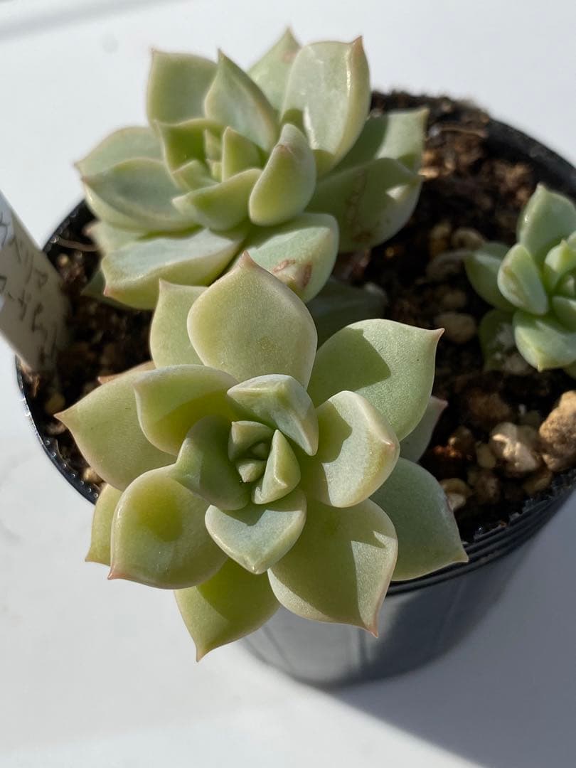 多肉植物　エケベリア　マーガレット　　韓国苗