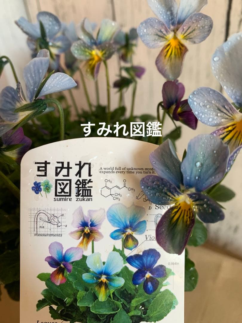 すみれ図鑑　1苗　no I