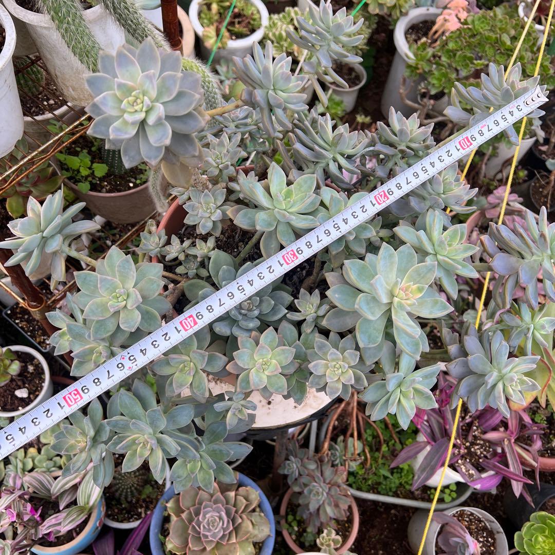 多肉植物　桜牡丹 抜き苗4株
