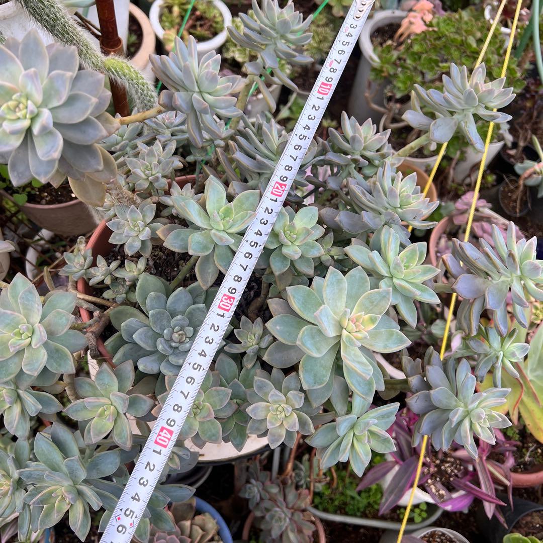 多肉植物　桜牡丹 抜き苗4株