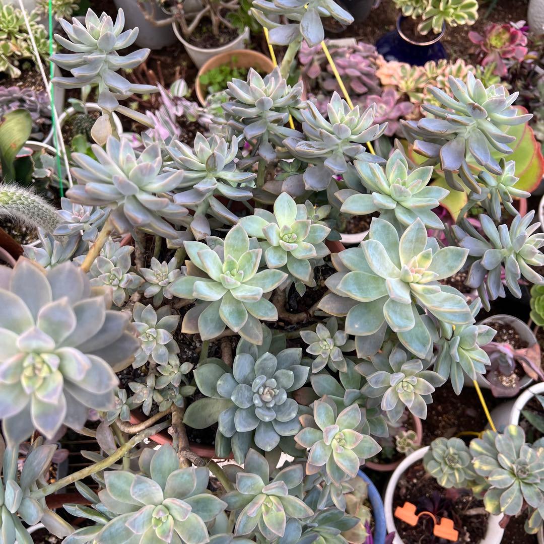 多肉植物　桜牡丹 抜き苗4株