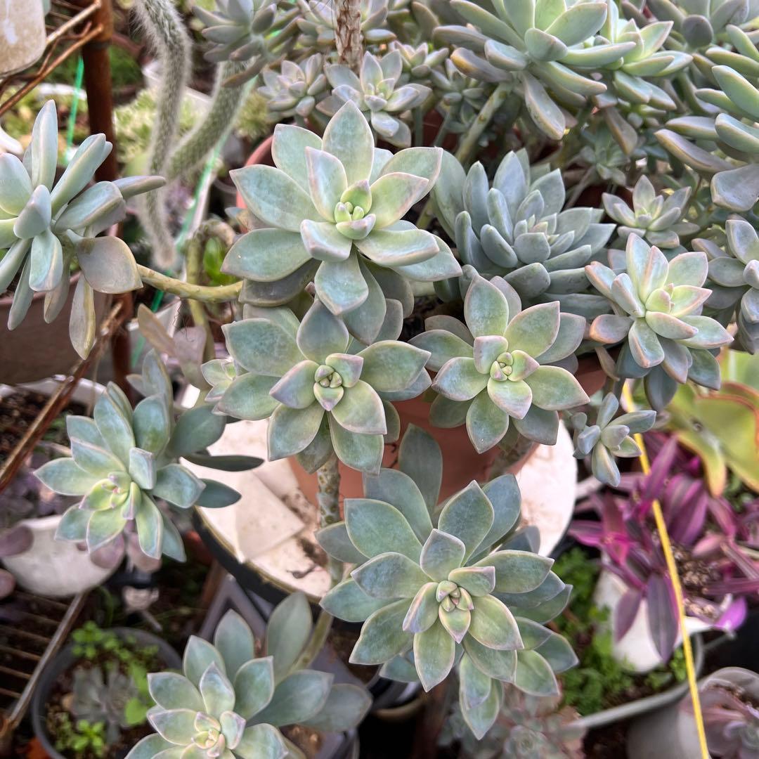 多肉植物　桜牡丹 抜き苗4株