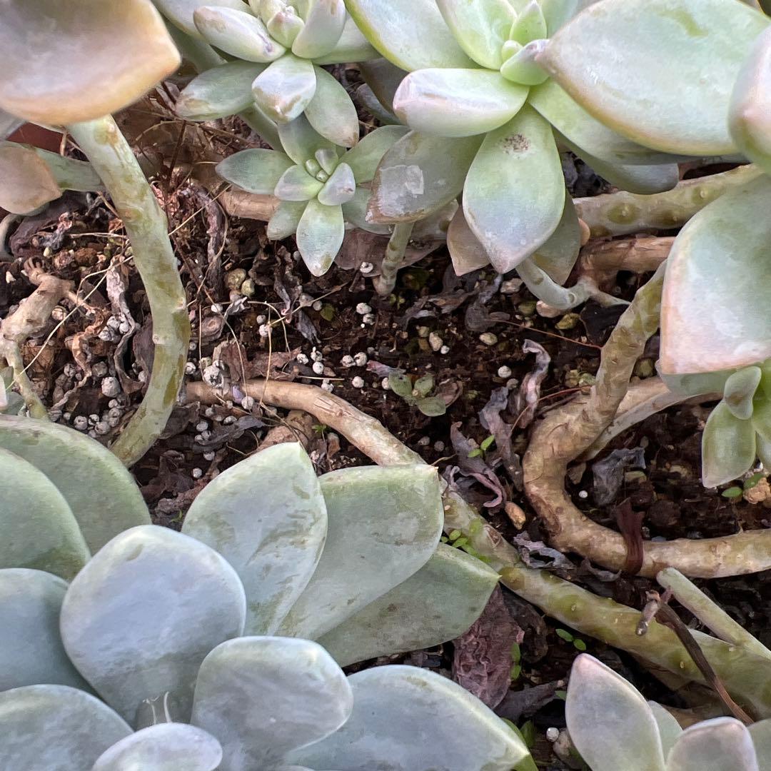 多肉植物　桜牡丹 抜き苗4株