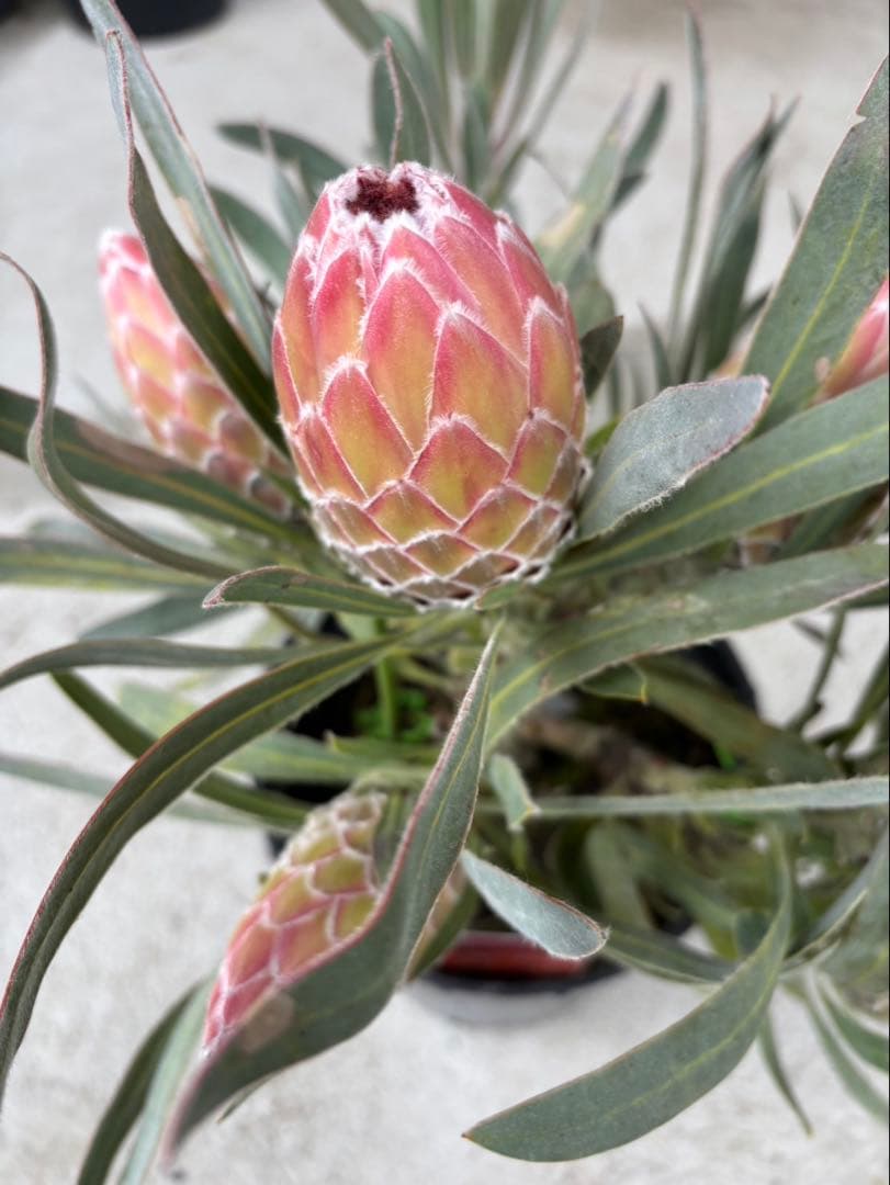 プロテア　ジュリエット　6フラワー！