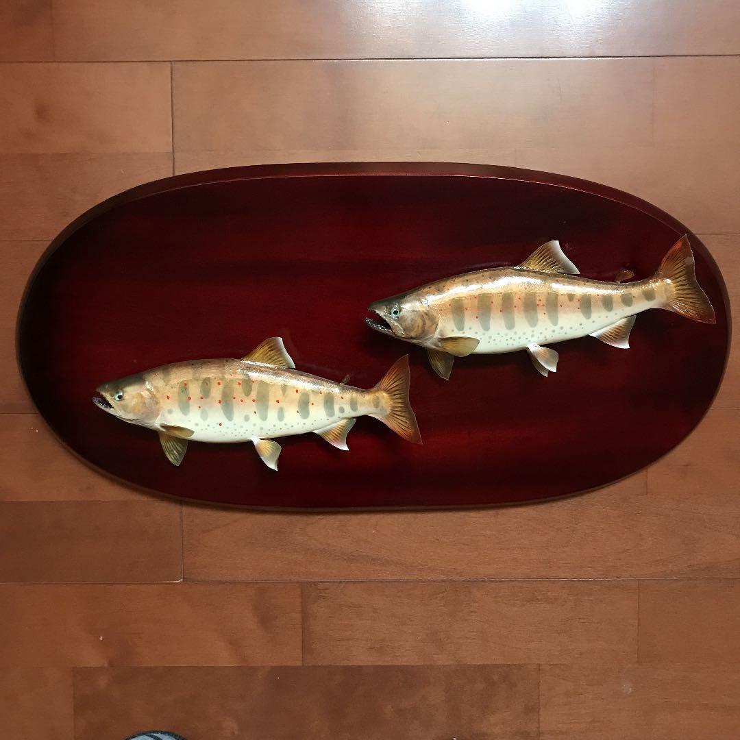 魚剥製　あまご2匹セット