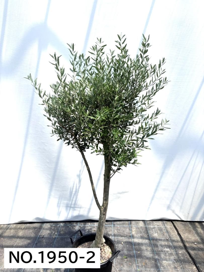 オリーブの木　シプレシーノ　約190cm　NO.1950　大型　現品掲載　古木