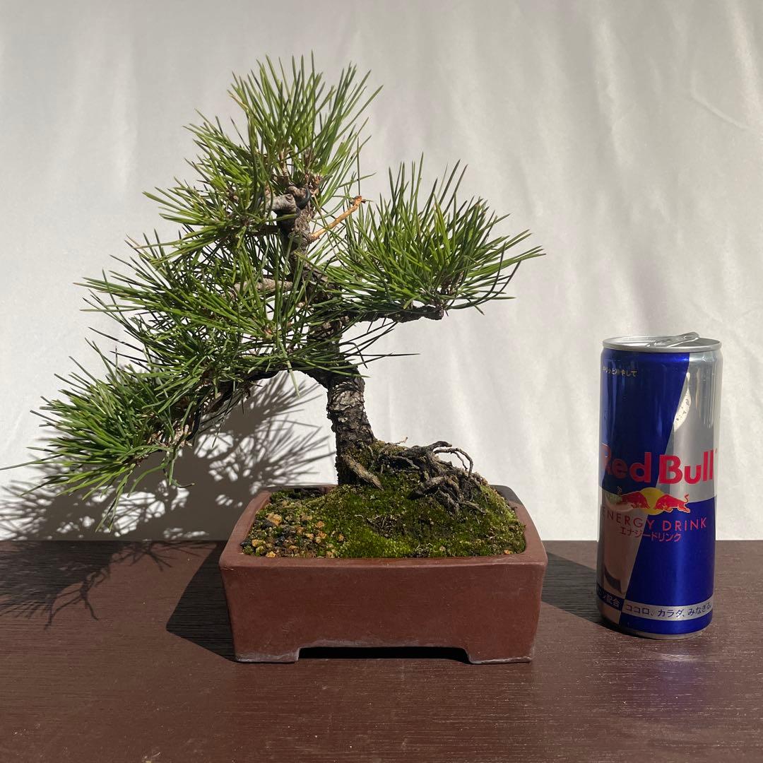 【盆栽 匿名配送 送料込み】 クロマツ(黒松)C