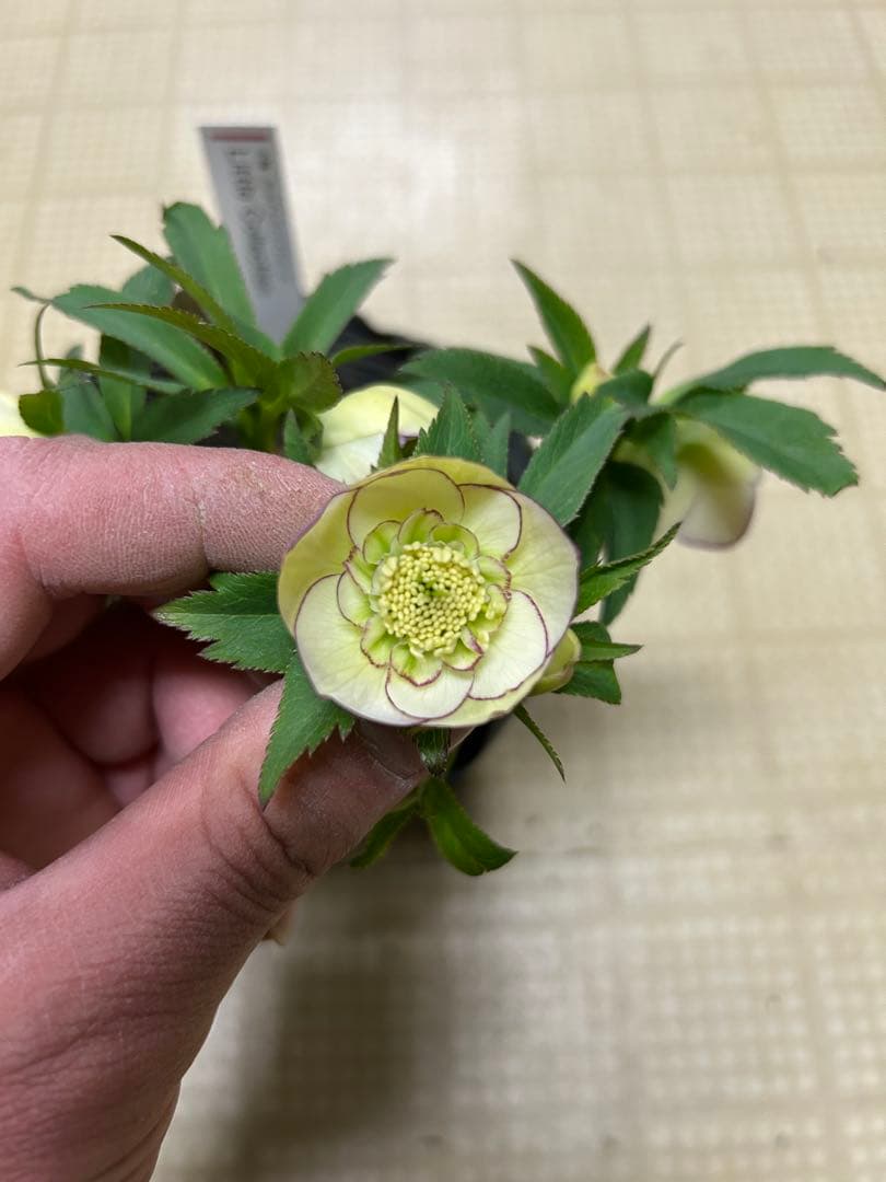 リトルコレクション Little Collection 加藤農園クリスマスローズ