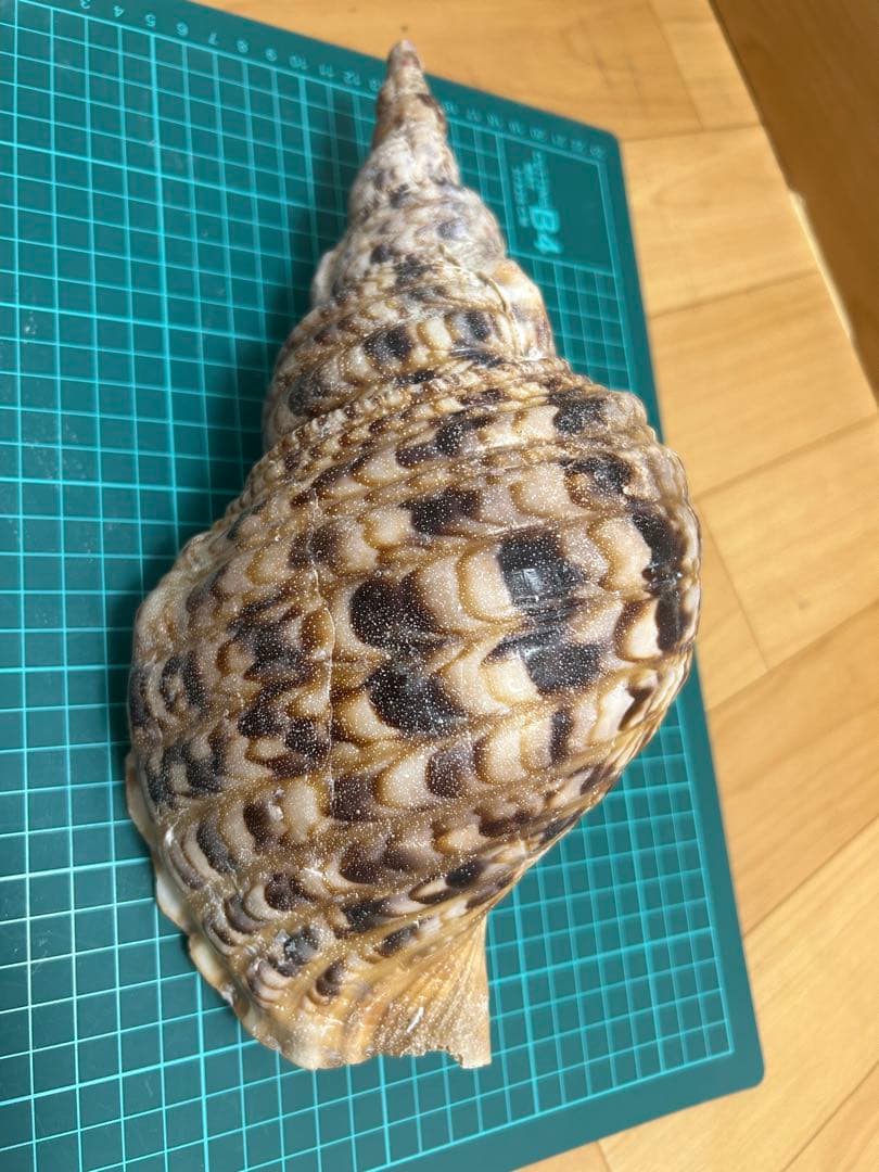 法螺貝　ホラ貝　30cm